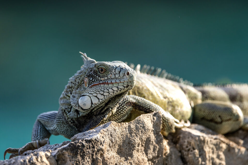 Curacao (456 of 606)